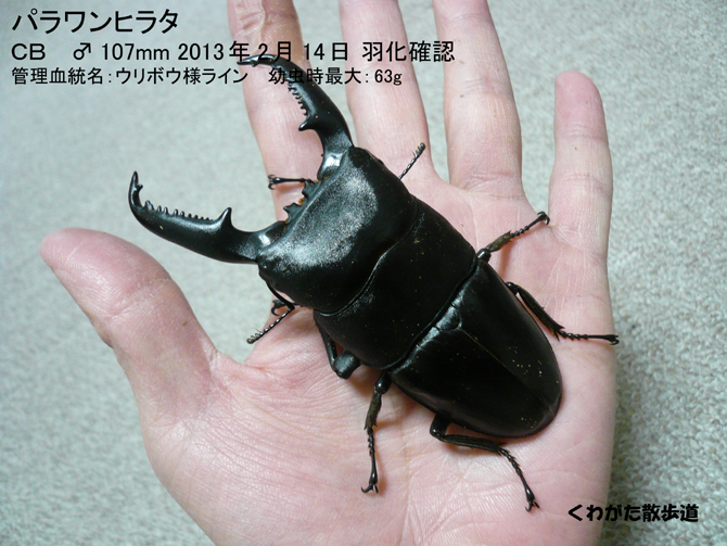 パラワンヒラタ 107mm羽化 ウリボウ様ライン くわがた散歩道 パラワンヒラタ 107mm羽化 ウリボウ様ライン くわがた散歩道