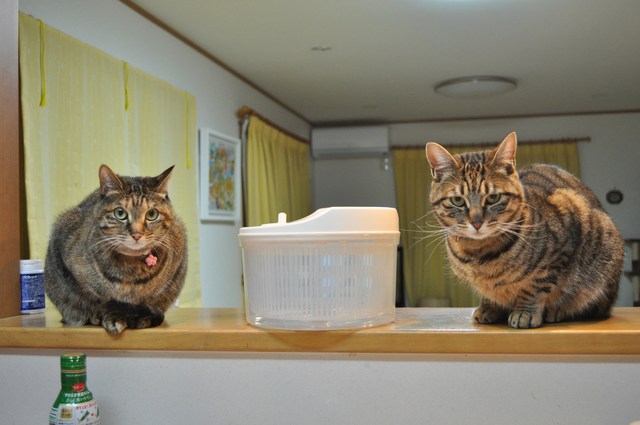 2ショット_a0126590_215873.jpg