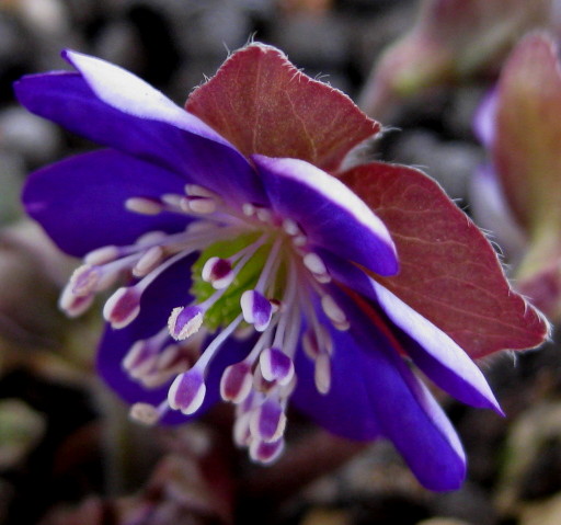 今年最初の花。_f0236201_8274936.jpg