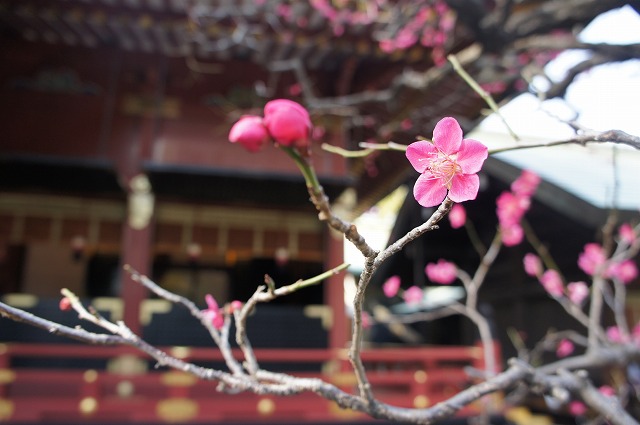 久々に根津神社へ_b0190603_16211915.jpg