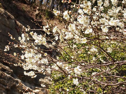 円覚寺　弥生の塔頭・龍隠庵へ(2013.03.05 part3)_e0245404_0193354.jpg