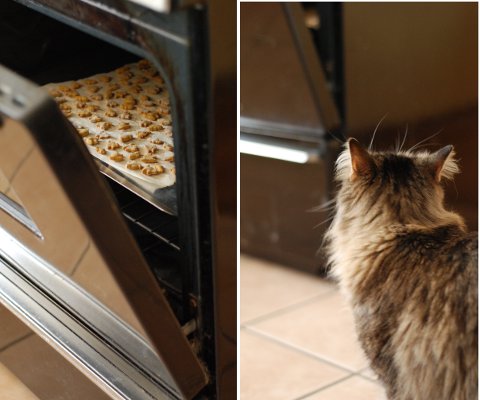 猫のオヤツクッキー 改良レシピ&コツ_b0253205_5544730.jpg