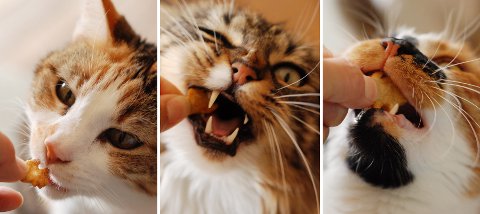 猫のオヤツクッキー 改良レシピ&コツ_b0253205_5581921.jpg