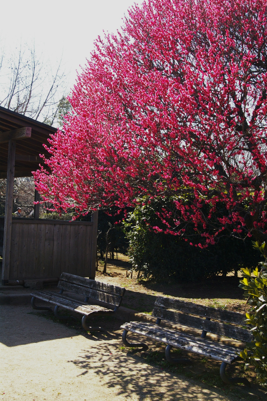 梅は遅いが、桜は早そう_e0175614_19244747.jpg