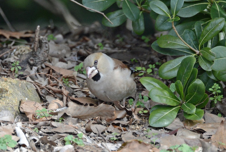 アカハラ＆シメ_f0136821_2146925.jpg