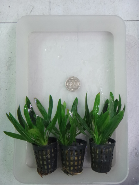 130307 熱帯魚・水草・金魚_f0189122_13144145.jpg