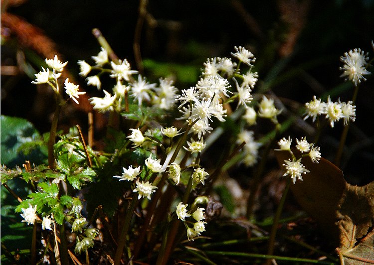 １９２４　オウレンの花_b0211627_21213666.jpg