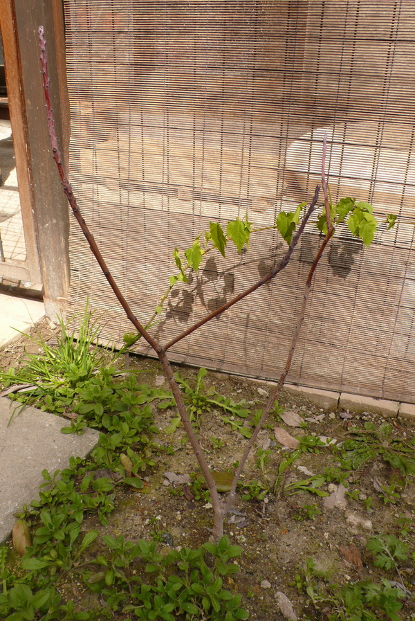 剪定 スモークツリー ウスギモクセイ ギンヨウアカシア うちのにわ