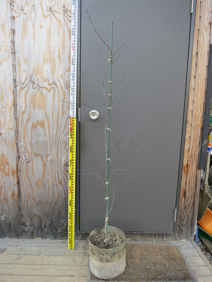 アメリカハナズオウ フローティングクラウド 希少 新樹種 販売 画像