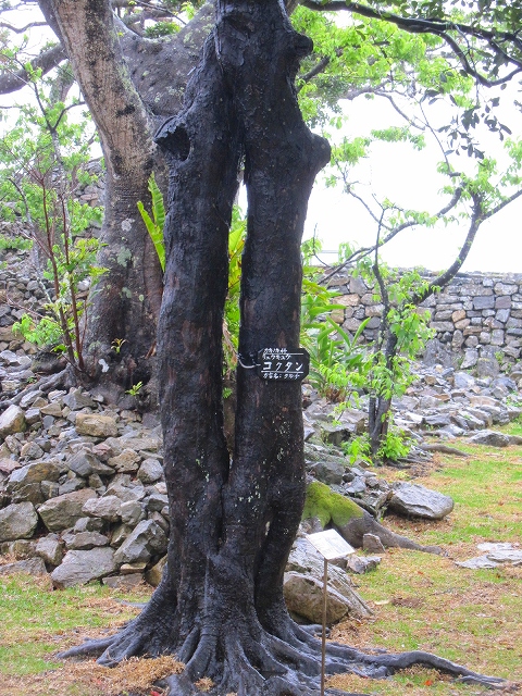 【沖縄】⑧古の王国の今帰仁城_e0237645_15132090.jpg
