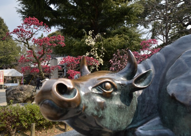 道明寺天満宮の梅_d0002247_19102418.jpg