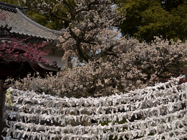 道明寺天満宮の梅_d0002247_19103874.jpg