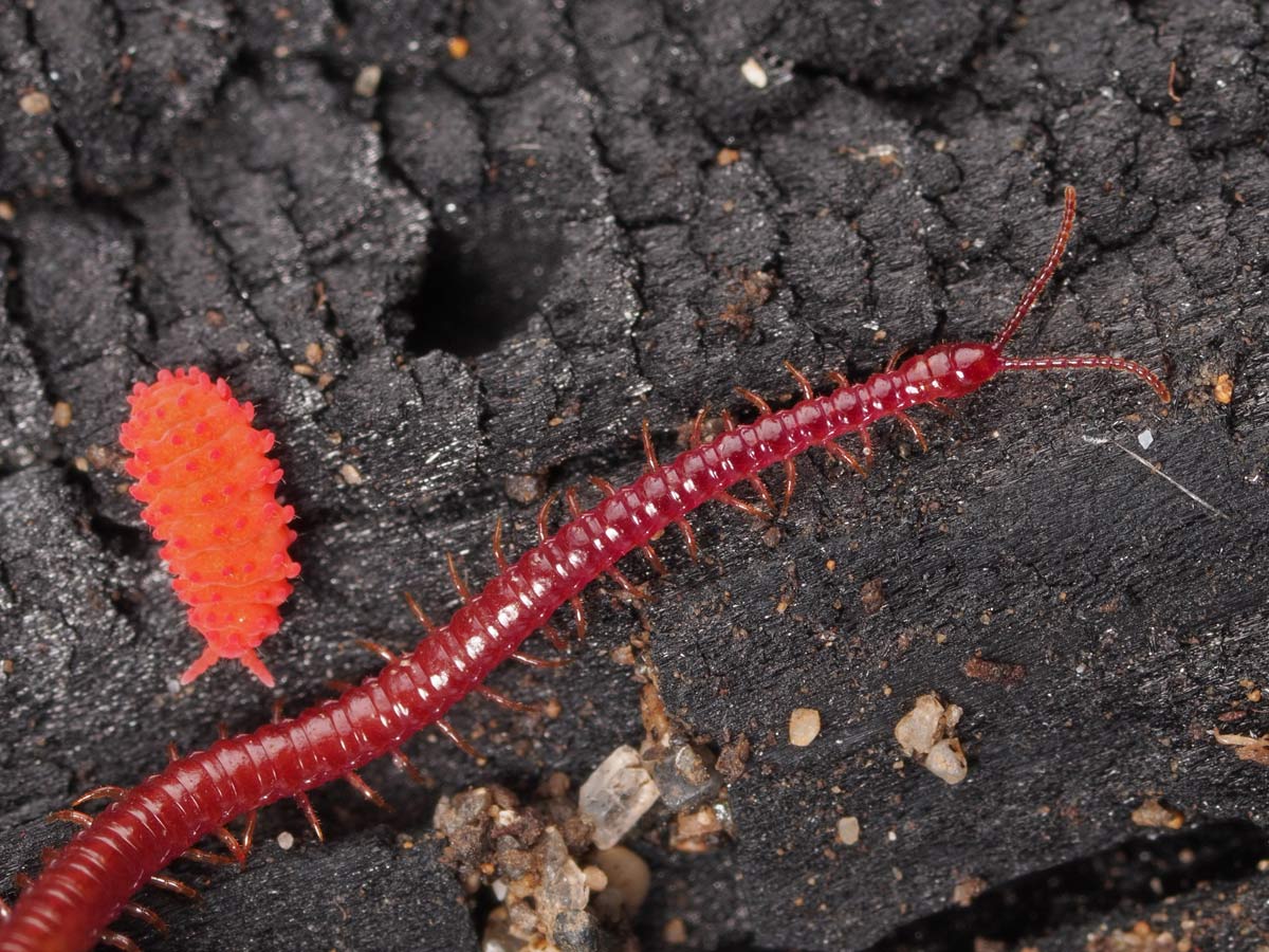 ジムカデ目 ６５５９ 小さき者たちの世界