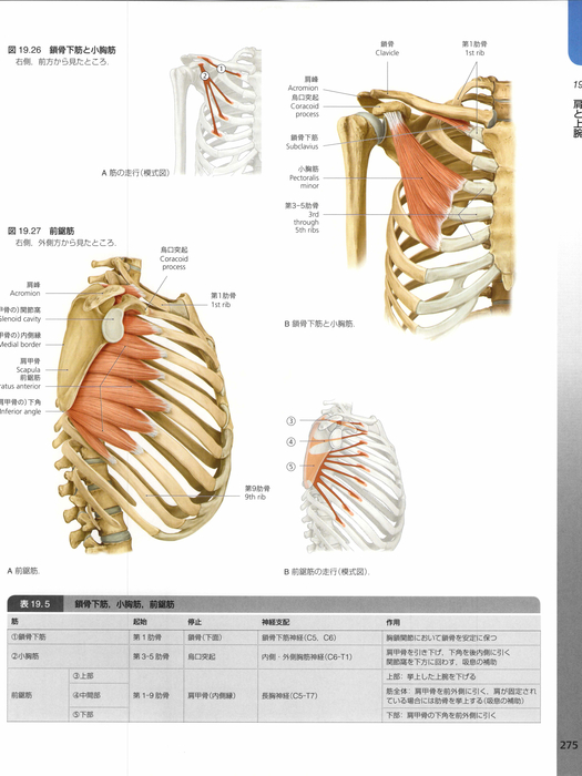 上肢挙上困難の方（腕が上がらない）_a0098055_20482116.jpg