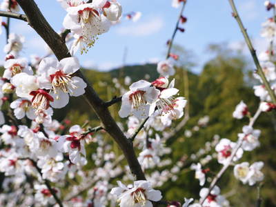 山あいの南高梅　満開の梅の花_a0254656_15225732.jpg