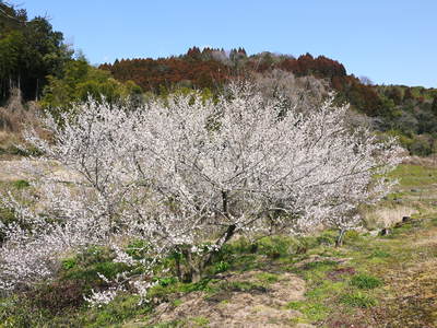 山あいの南高梅　満開の梅の花_a0254656_15463597.jpg