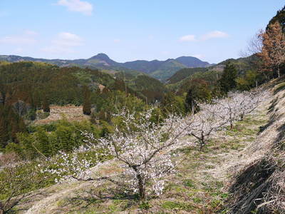 山あいの南高梅　満開の梅の花_a0254656_15513180.jpg