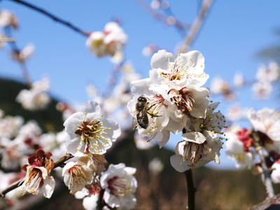 山あいの南高梅　満開の梅の花_a0254656_16131749.jpg