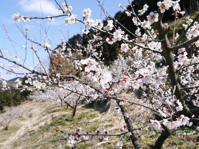 山あいの南高梅　満開の梅の花_a0254656_16181916.jpg