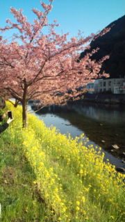 河津桜祭り_e0171156_1321552.jpg