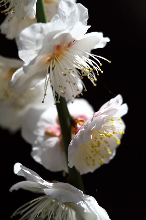 藤沢　常立寺(３月５日）_c0057265_421693.jpg