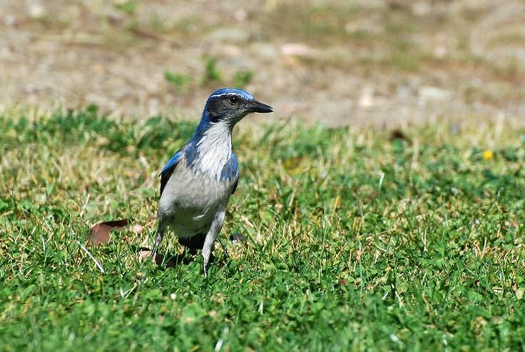 Western Scrub Jay_a0126969_4202259.jpg