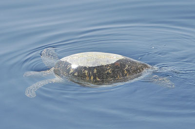 「クジラ・イルカ一斉調査」_b0033573_21104961.jpg
