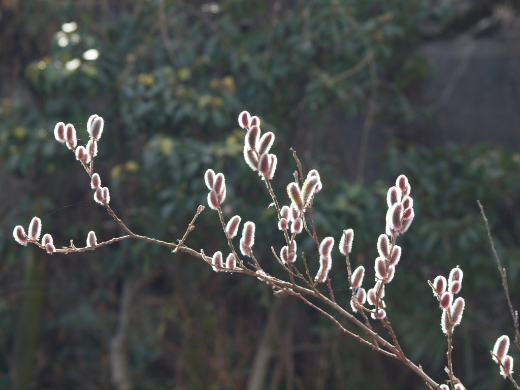 猫柳 ネコヤナギ が赤く 自然風の自然風だより