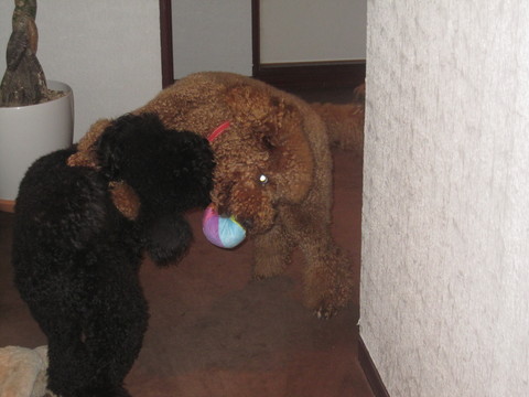c0283778_16101692.jpg