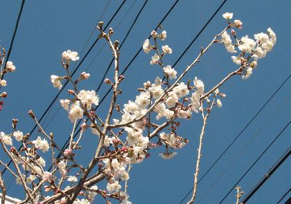 快晴続きで早くも桜？　かわら版「Gaya通信」３月号、午後発行_e0130185_2014091.jpg