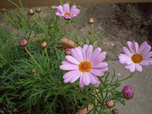 a0135990_22255180.jpg