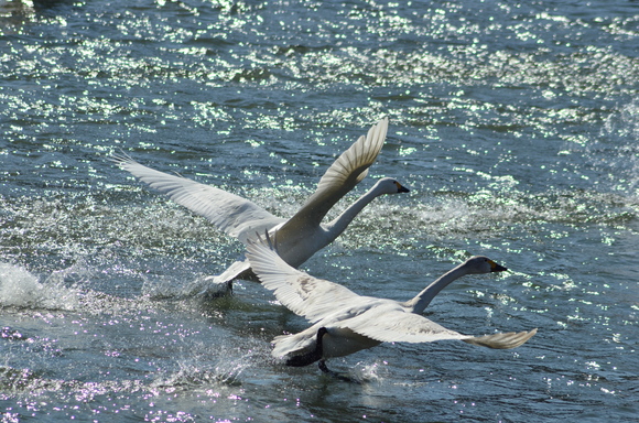 名残惜しい季節　白鳥たち_b0228502_0252839.jpg