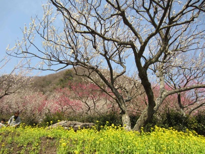 3/7  湯河原　幕山公園に〜_e0111702_1111284.jpg