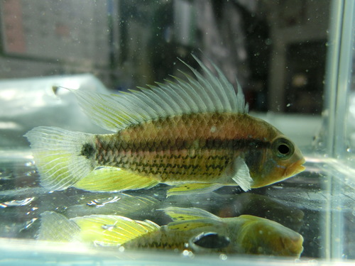 最新入荷魚画像UP_b0141806_17371455.jpg