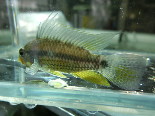 最新入荷魚画像UP_b0141806_17373717.jpg