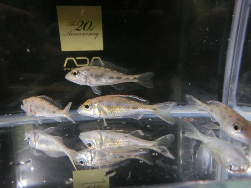 最新入荷魚画像UP_b0141806_20243458.jpg