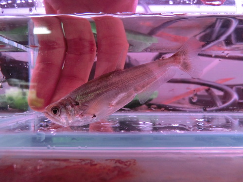 最新入荷魚画像UP_b0141806_20272557.jpg