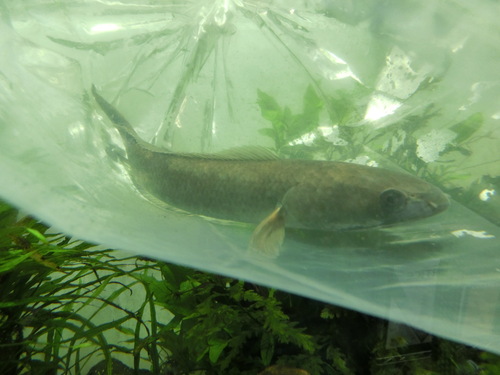 最新入荷魚画像UP_b0141806_20281643.jpg