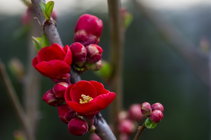 花の季節がスタート。_f0173817_20533221.jpg