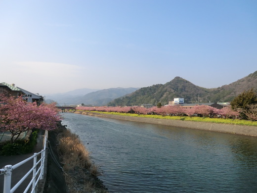 伊豆・河津桜見ごろツー♪_d0221319_23103711.jpg