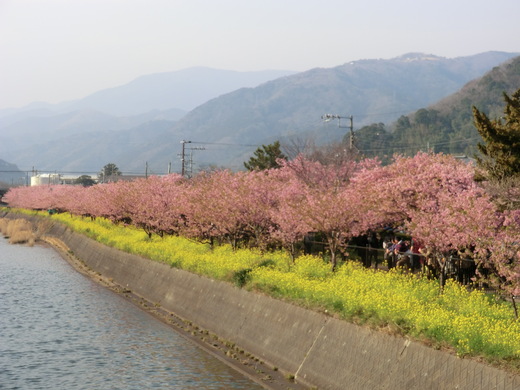 伊豆・河津桜見ごろツー♪_d0221319_23105998.jpg