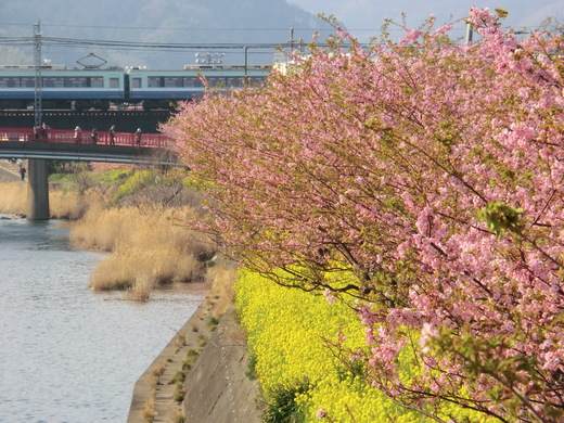 伊豆・河津桜見ごろツー♪_d0221319_2336351.jpg