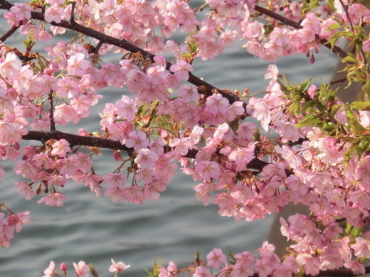 伊豆・河津桜見ごろツー♪_d0221319_23363911.jpg