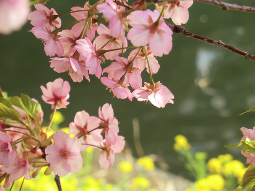 伊豆・河津桜見ごろツー♪_d0221319_2336477.jpg