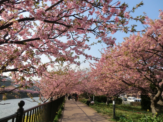 伊豆・河津桜見ごろツー♪_d0221319_23365279.jpg