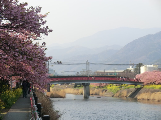 伊豆・河津桜見ごろツー♪_d0221319_2337658.jpg