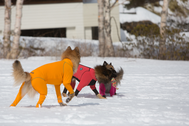 今シーズン最後の雪遊び　その２_e0192921_22174616.jpg