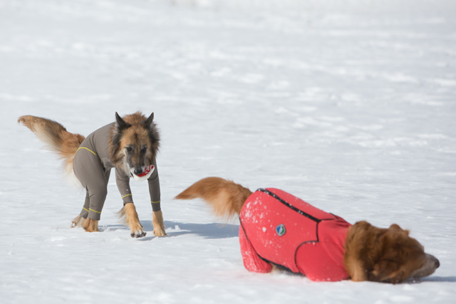 今シーズン最後の雪遊び　その２_e0192921_22175320.jpg