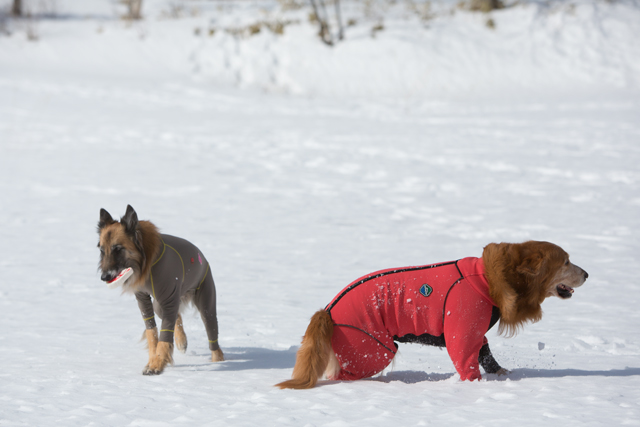 今シーズン最後の雪遊び　その２_e0192921_22175686.jpg