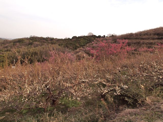 a0188023_7445910.jpg